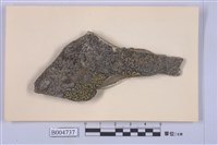 藏品(地圖衣)的圖片